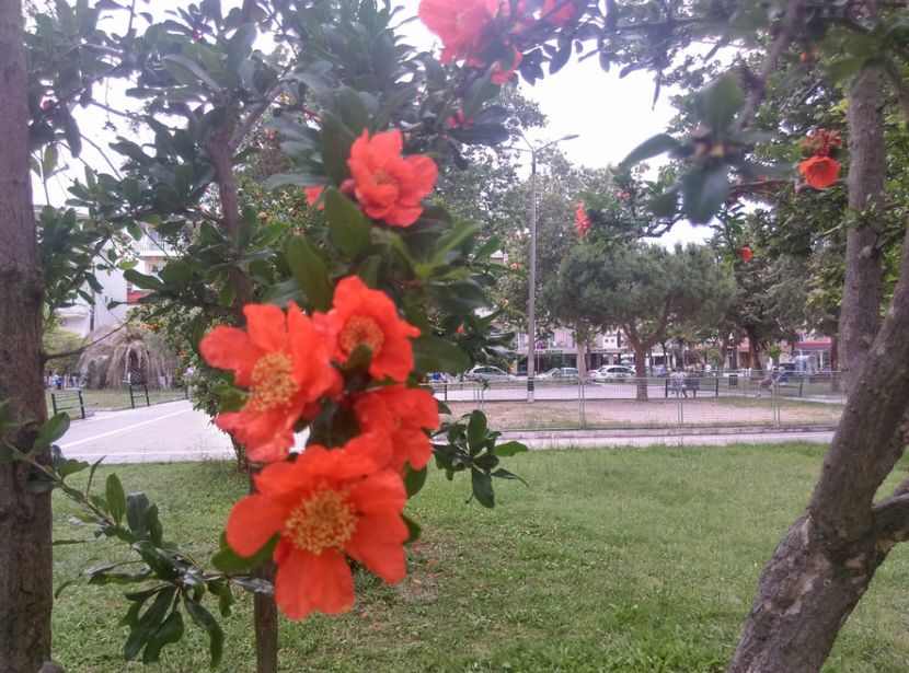  - Grecia
