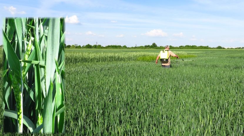  - 23-05-2017 - al -lea tratament foliar Dl Ing Octavian Guler