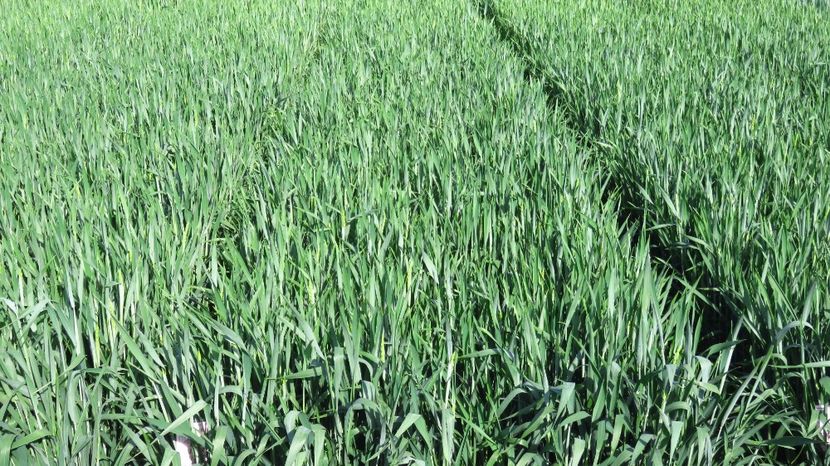  - 23-05-2017 - al -lea tratament foliar Dl Ing Octavian Guler