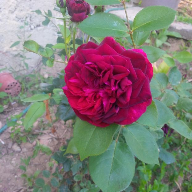 prince - trandafiri 2017