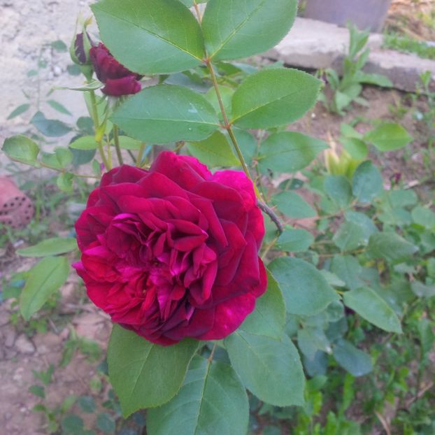 prince - trandafiri 2017