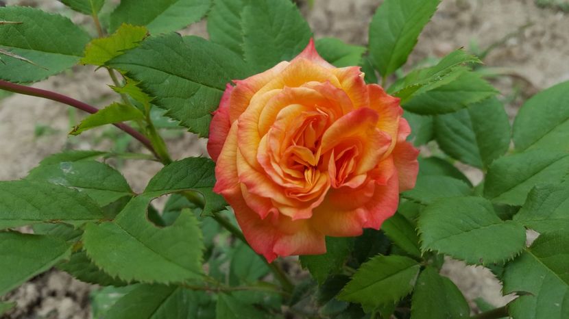 - Kordes - Gartenspass rose