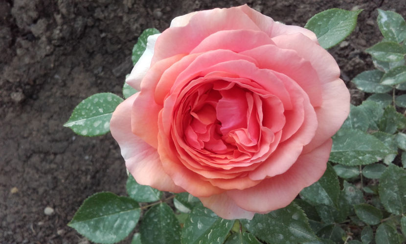  - CHIPPENDALE Tantau 2