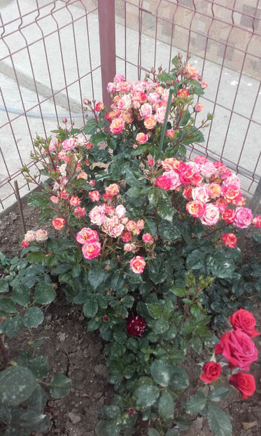  - FIRE FLASH Interplant 3