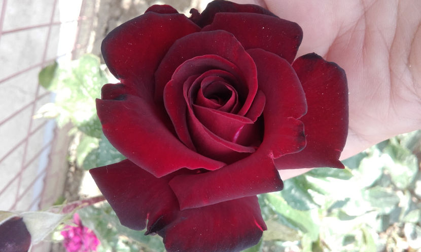  - BLACK BACCARA Meilland 2