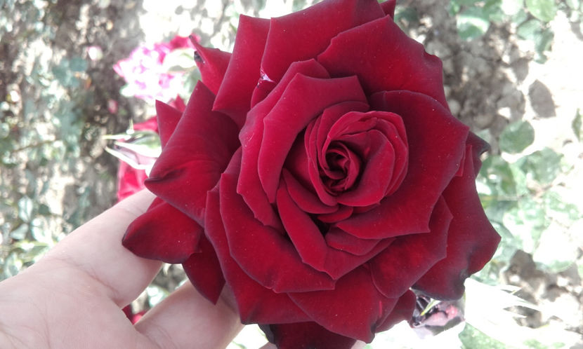  - BLACK BACCARA Meilland 2
