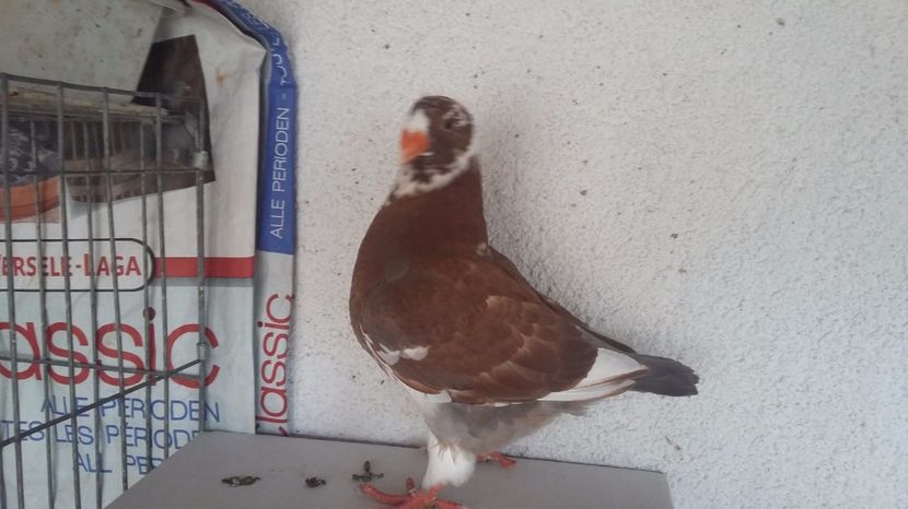 8 2017 - TINERET 2017