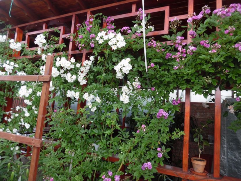  - Hybrid multiflora Rambler Marie viaud