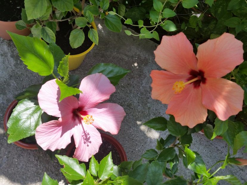  - hibiscus