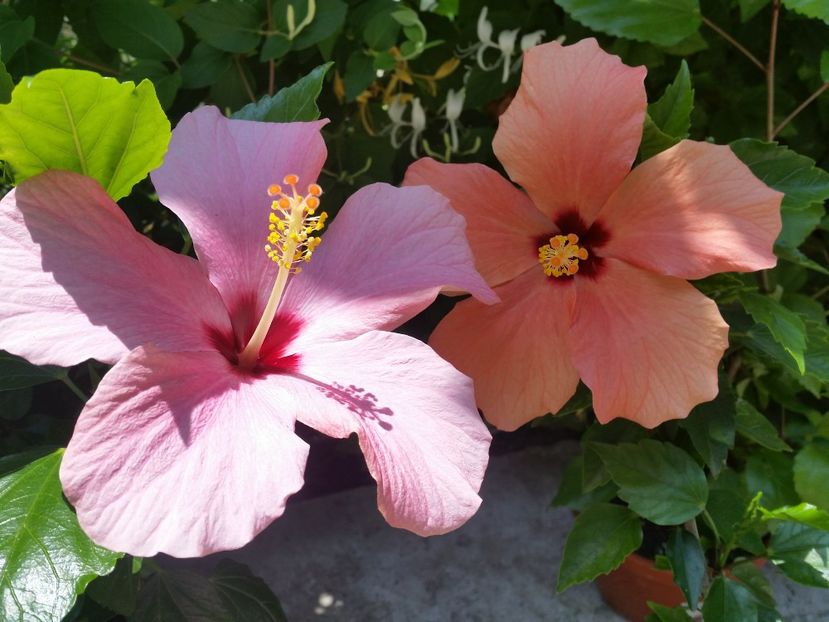  - hibiscus
