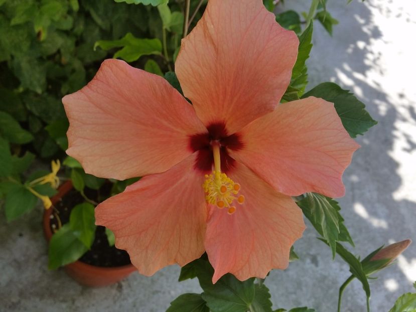 15-06-2017 - cairo apricot