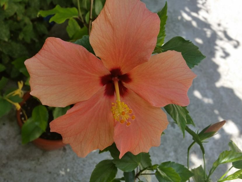 - cairo apricot
