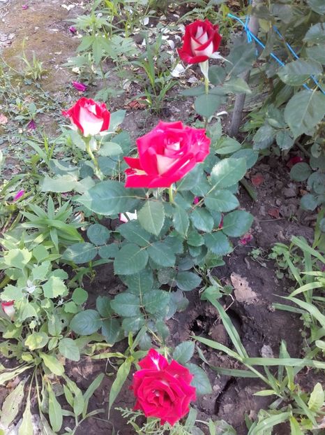  - 63-posibil Allianz