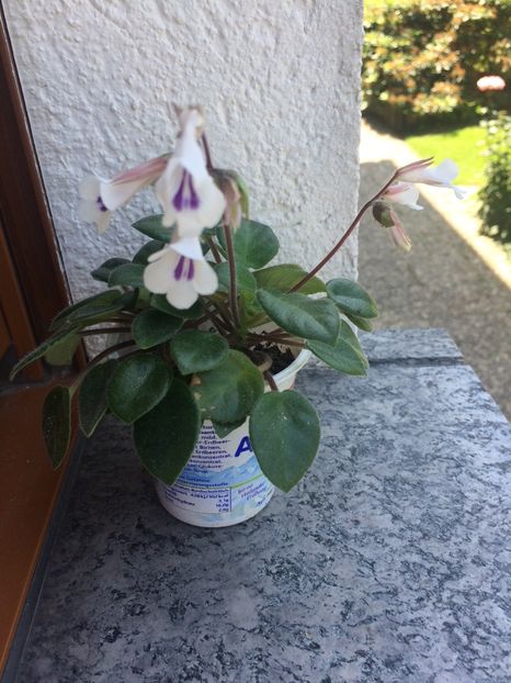 15.06.2017 - Chirita Tamiana