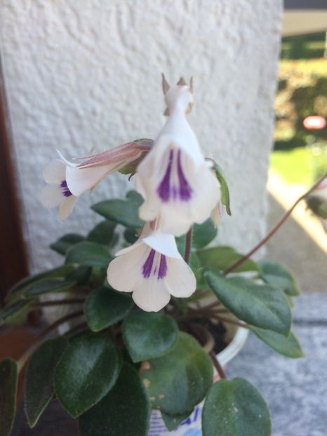 15.06.2017 - Chirita Tamiana