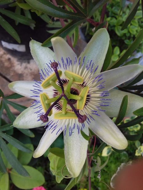 Passiflora - de prin curte