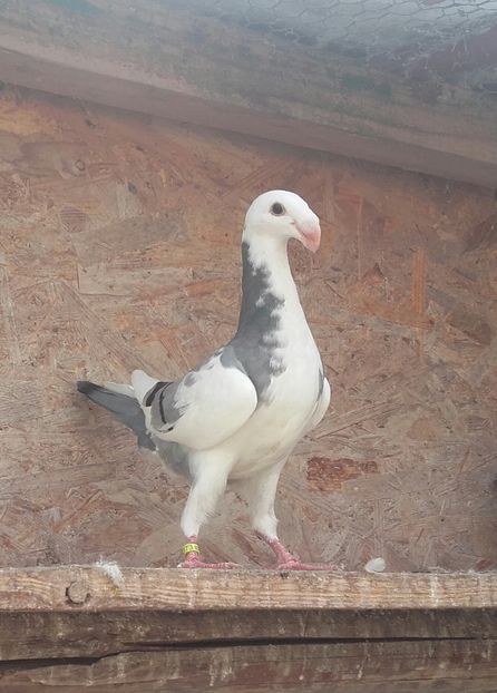 20170615_124234-1 - Pui 2017