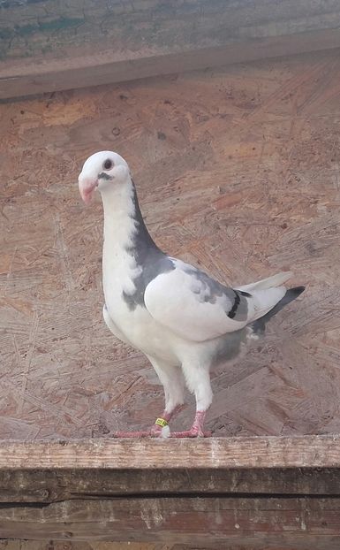 20170615_124239-1 - Pui 2017