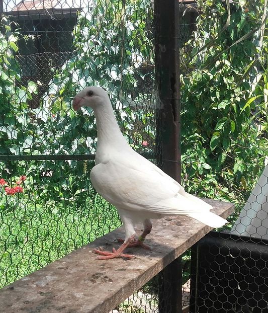 20170615_124010-1 - Pui 2017