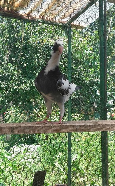 20170615_123856-1 - Pui 2017