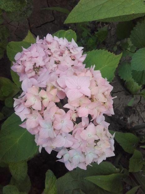 hortensie roză - ALTE FLORI