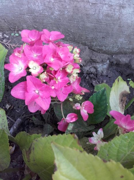 hortensie roșie - ALTE FLORI