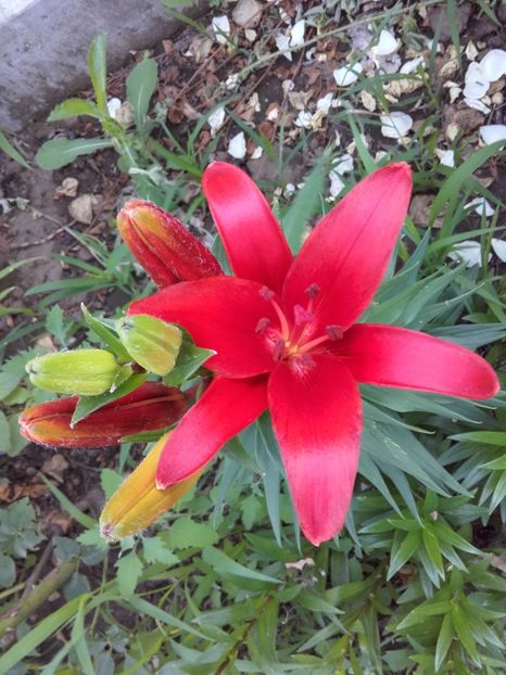 crin - ALTE FLORI