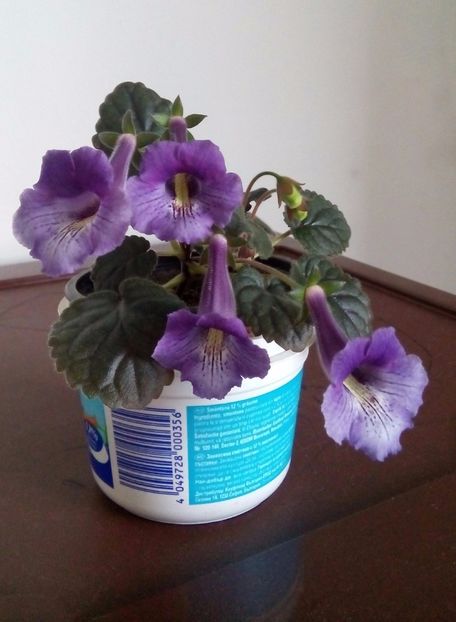 Mark Twain - Mini Sinningia 2017