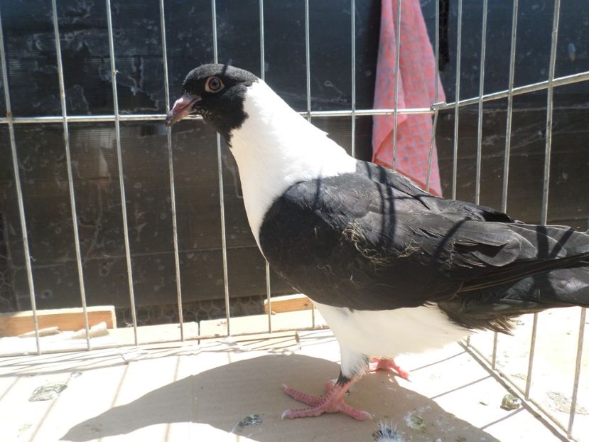 SAM_4096 - ARHIVA 2016 -2017-2o18-2019-2020