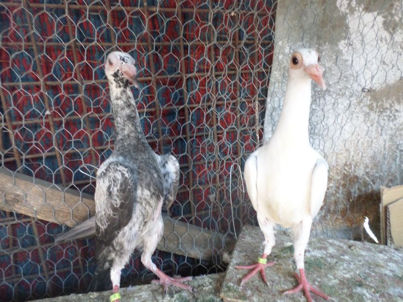 masc. alb ,fem  cuc pe negru 2017 per.1 - ARHIVA 2016 -2017-2o18-2019-2020