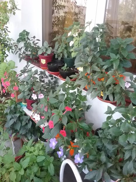  - Achimenes 2017-2018