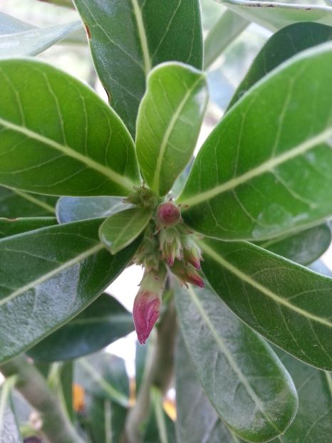 Adenium roșu. .?...! - Adenium