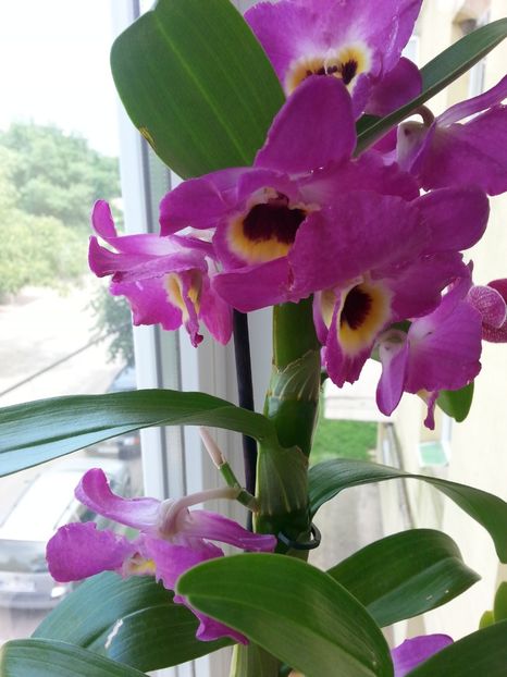 Dendronium - Dendronium nobile