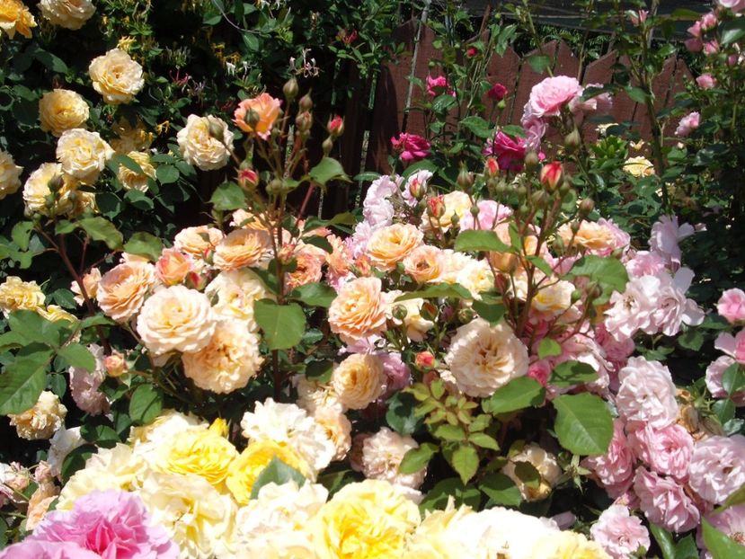  - Michelle Bedrossian