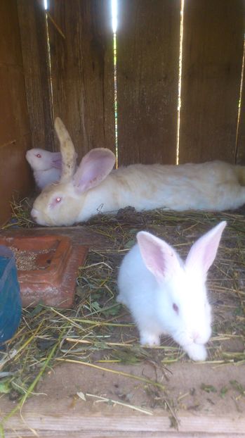  - Cuib Urias alb 17_05_2017