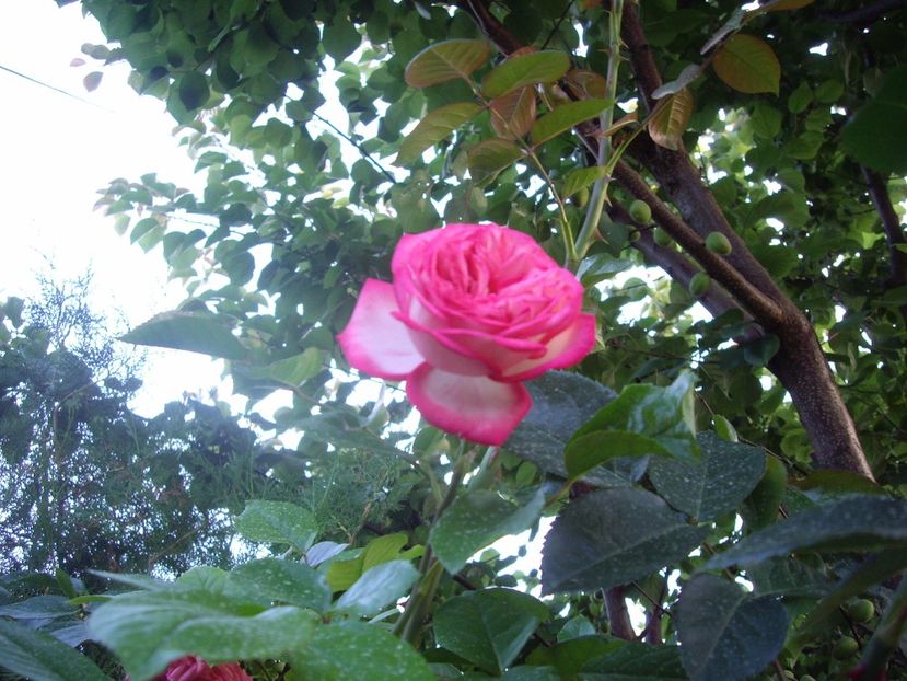 IMGP1018 - TRANDAFIRI -URCATORI -2017