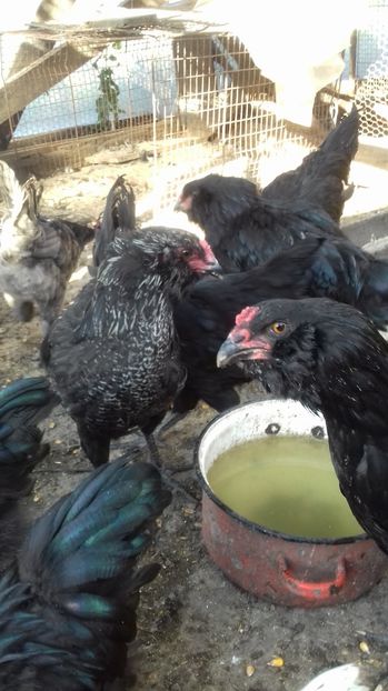  - Ameraucana