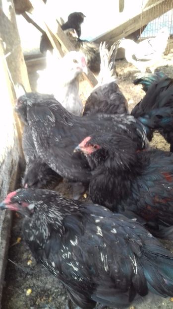  - Ameraucana