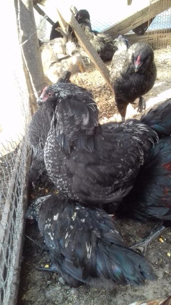  - Ameraucana