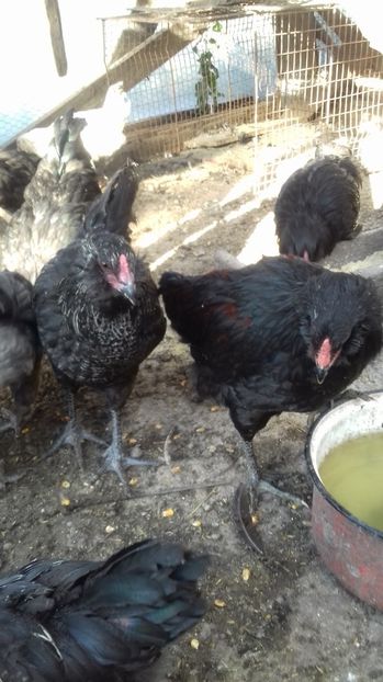  - Ameraucana