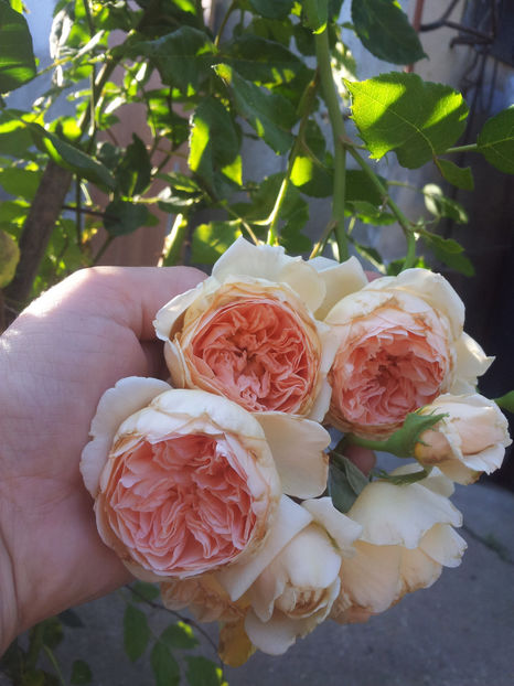  - Crown Princess Margareta