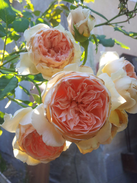  - Crown Princess Margareta