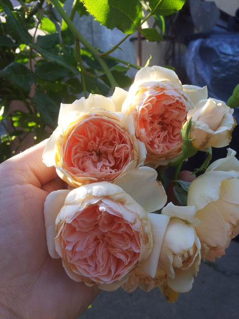 - Crown Princess Margareta