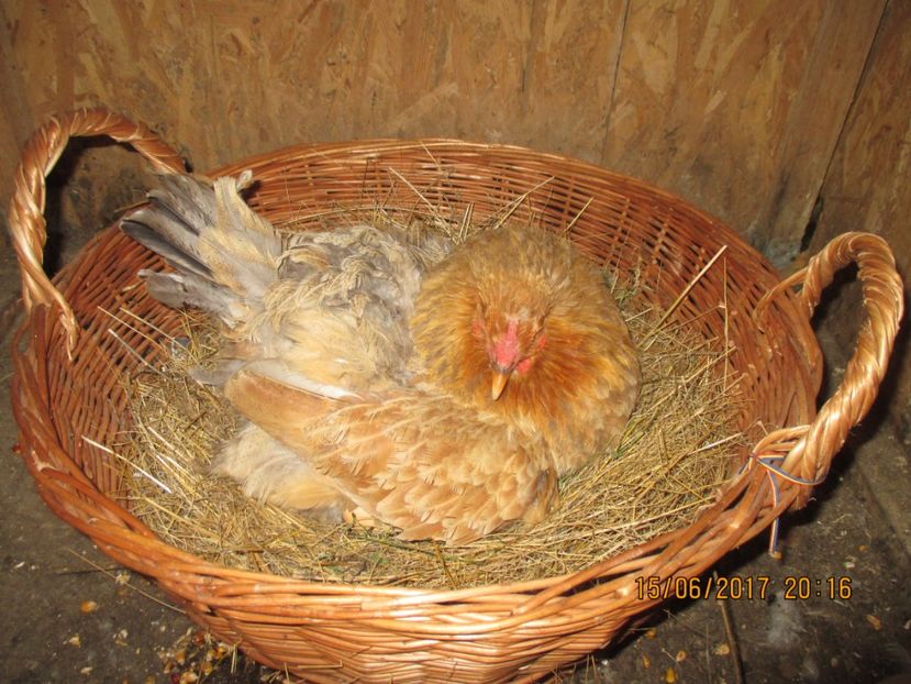 Closca Brahma - Gaini - 2017