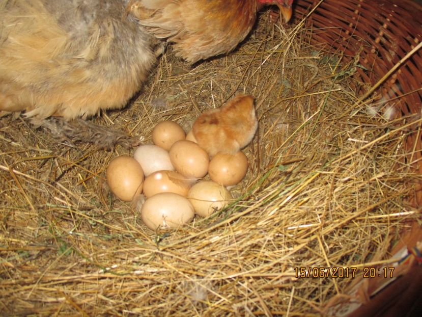 Primul puisor - Gaini - 2017