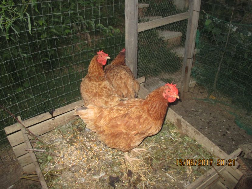 Gaini - Gaini - 2017