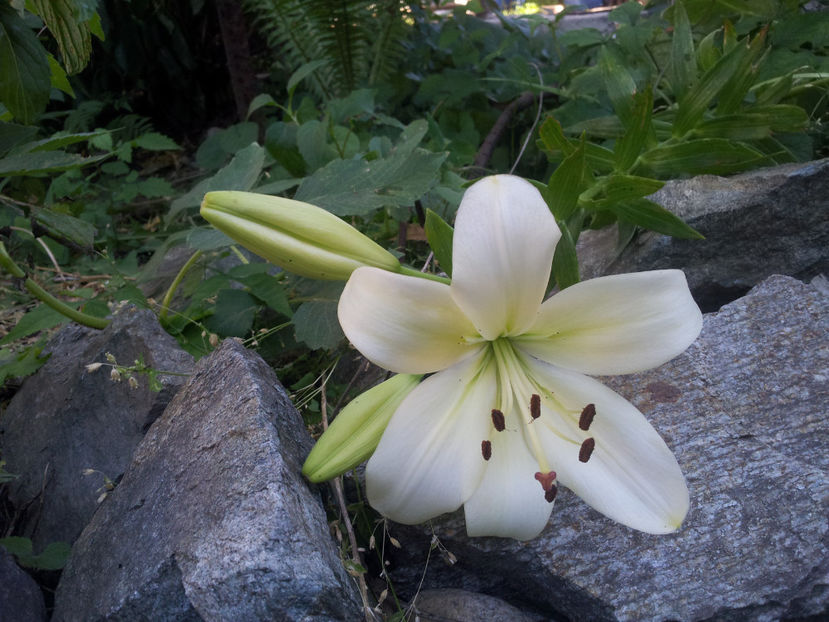  - Primavara - Vara 2017