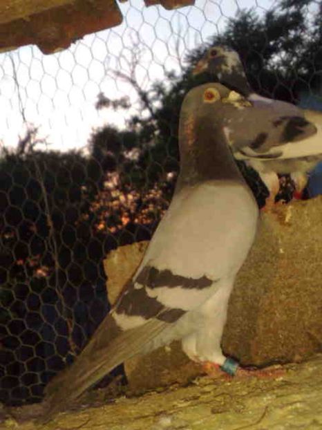 128-mascul-250 lei-fix-nu se mai vinde - X-Porumbei vinduti