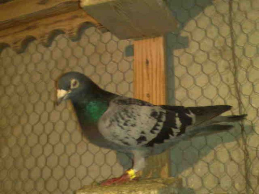 129-mascul-250 lei-VANDUT - X-Porumbei vinduti