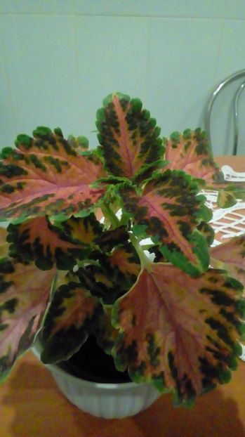  - Coleus